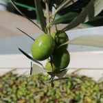 Picual: el origen que hace único al AOVE OLIOA de la SCA San Juan Villargordo